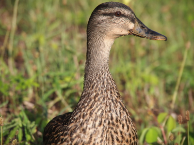 [Close profile view of the head and neck of a mallard standing in the grass.]